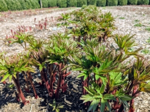 Once the stems are several inches tall, it’s time to stake each of the rows of peonies, so they are well-bolstered as they mature. I planted various peony flower types in this bed: single, semi-double, double and anemone-type blossoms.