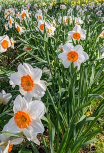 There are at least 50-species of daffodils, and more than 27-thousand registered daffodil hybrids.