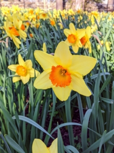 When choosing where to plant daffodils, select an area that gets at least half a day of sun. Hillsides and raised beds do nicely.