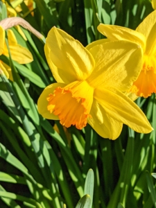 Daffodil plants prefer a neutral to slightly acidic soil. Be sure they are planted where there is room for them to spread, but not where the soil is water-logged.