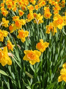 The species are native to meadows and woods in southwest Europe and North Africa. Narcissi tend to be long lived bulbs and are popular ornamental plants in public and private gardens.