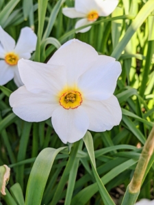 In my daffodil border, I planted early, mid and late season blooming varieties so that when one section is done blooming, another is just opening up. Consider this strategy to lengthen the blooming season.