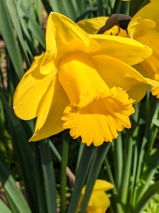 In general, daffodils are easy to care for and hardy plants. Diseases common to daffodils include basal rot, various viruses and fungi.