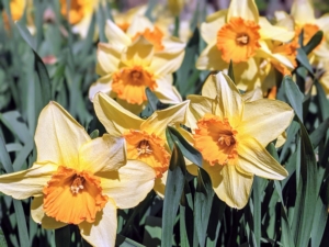 This cheerful daffodil, with its color contrast, makes a bold statement in the border. Cultivars with bold colored cups generally retain better color when planted in a little shade to protect them from the hot afternoon sun.