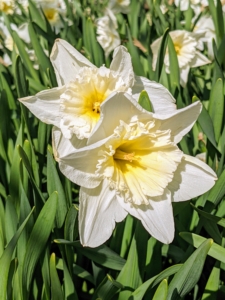 Narcissus naturalize very easily. Lift and divide overcrowded clumps in late June or July. I take stock of my daffodils every year to see what is growing well and what is not, so I can learn what to remove, where to add more, and what to plant next.