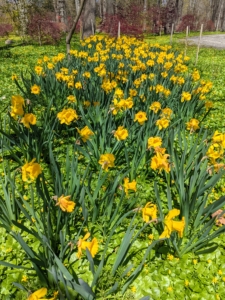 And there are so many daffodils everywhere!