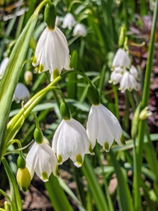 These are Snowflakes – not to be confused with Snowdrops. The Snowflake is a much taller growing bulb which normally has more than one flower per stem. Snowflake petals are even, each with a green spots on the end, whereas Snowdrops have helicopter-like propellers that are green only on the inner petals.