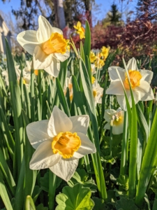 The blossoms come in many combinations of yellow, orange, white, red, pink and even green. I shared lots of photos in yesterday's blog from my long daffodil border. I hope you saw them.
