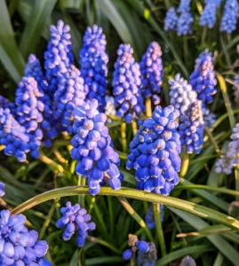 Right now, there's lots of Muscari in the garden beds along the pergola. Muscari is a genus of perennial bulbous plants native to Eurasia that produce spikes of dense, most commonly blue, urn-shaped flowers that look like bunches of grapes in spring. Muscari is also known by its common name for the genus – grape hyacinth.
