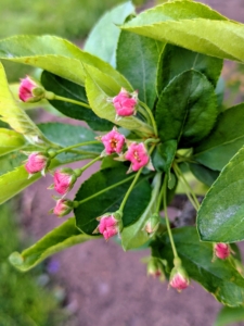 These are the pink buds of the Sargent Crabapple. The Sargent Crabapple, Malus sargentii, generally grows about six to 12 feet in height and often just as wide.