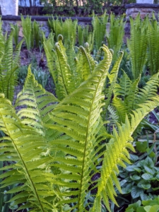 I also have lots of ostrich ferns growing. Matteuccia struthiopteris is native to North America. Once established, these grow to a height of three to six feet. Ostrich fern grows in vase-shaped clumps called crowns. The showy, arching, sterile fronds are plume-like and reminiscent of the tail feathers of – you guessed it – ostriches.