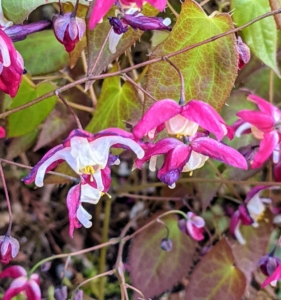 Sprays of pink, white, yellow, orange, or lavender flowers appear this time of year. And, some Epimedium blossoms look like miniature columbines or tiny daffodils, while others appear more like spiders or stars. Species with long sprays can even resemble orchids.