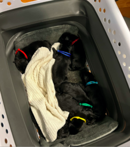 These are some of the first-born puppies. They are sleeping on a heated pad while Kima continues to whelp. It is also important to put an identifying mark or collar on the puppies to compare their weights and other developments daily. A puppy should be gaining 10 to 15 percent of its initial body weight per day. It is alright (and not atypical) for puppies to lose weight during the first 48 hours, but after that, they should be steadily gaining weight.