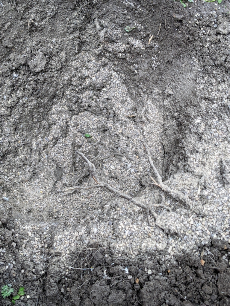 The Martha Stewart Blog : Blog Archive Planting Redbud Trees - The ...