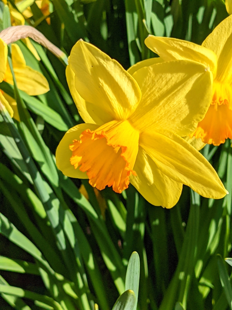 The Blooming Daffodil Border at My Farm - The Martha Stewart Blog