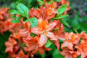 Azalea Exbury orange is an upright growing deciduous azalea that explodes with giant trusses of vibrant orange flowers in early to mid-May.