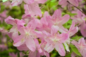 Remember, never eat azaleas. Like its cousin the rhododendron, the azalea is a toxic plant, and all parts of the plant are poisonous, including the honey from the flowers.