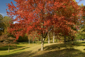 Here is a fall image of Dellwood in Atlanta's Olmsted Linear Park.