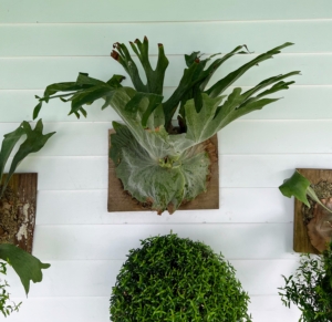 Here is one of several staghorn ferns hanging on the porch wall. Staghorn ferns also go by elkhorn fern and antelope ears. Each one has antler-like foliage as well as a flat, basal leaf. The flat leaves are infertile and turn brown and papery with age.