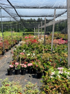 All of the plants are grown right on site. Owner, Mike White, and I discussed my garden needs and he helped select the best specimens.
