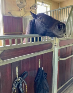 A few stalls down, Banchunch looks over his stall gate to see what's going on.