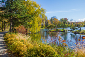 Each major Frederick Olmsted Park features a specialty garden. The Japanese Garden in Delaware spans more than six acres and is placed between the foothill of The Buffalo History Museum and Mirror Lake. (Photo by Zhi Ting Phua)