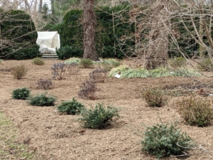 Here is one section of the grove all mulched and groomed.