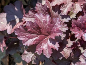 This is Heuchera. The glossy dark maroon, almost black, leaves keep their color all season – it adds a gorgeous accent to the beds.