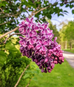 Lilacs grow best in full sun and moist, well-drained, humus-rich soil. It must drain well as lilacs cannot tolerate "wet feet" or wet roots. Soil that is average to poor with a neutral to alkaline pH is preferred. Established plants will tolerate dry soil, but newly planted shrubs need to be kept moist for the first year until their roots are set.