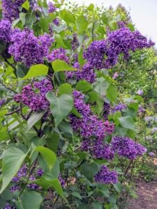 Lilacs appear from mid-spring to early summer just before many of the other summer flowers blossom. Young lilacs can take up to three-years to reach maturity and bear flowers – be patient.