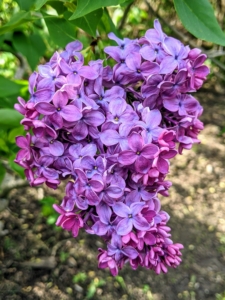 Lilacs benefit from regular watering at planting, during bloom, and heavy growth periods.