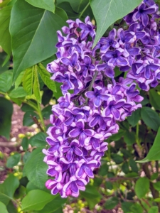 When cutting, cut the lilacs right at their peak, when color and scent are strongest, and place them in a vase as soon as possible.