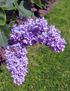 Although lilac flowers are among the most delicate of the ornamentals, some newer hybrid varieties can survive winter temperatures of 60-degrees-below-zero Fahrenheit.