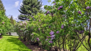 By planting an assortment, bloom time will be staggered and can last for up to two-months. Lilacs should be pruned each year shortly after blooming has completed. At that time, remove spent flowers, damaged branches, and old stems, but never prune after July 4th because at that point, the tree has already begun to set next year’s flower buds.