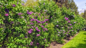 I planted this allee of lilac about 16-years ago and it has thrived ever since. It is located behind my chicken coops not far from my tennis court. Lilacs are low maintenance, easy to grow, and can reach from five to 20-feet tall or more depending on their variety.