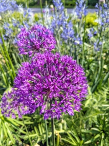 Alliums are rabbit-resistant, rodent-resistant, and deer-resistant, but adored by bees, butterflies, and pollinators. They look so beautiful dotting this border.