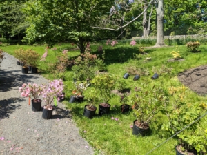 This photo is from last May just as we were starting to plant. Before any planting could be done, my gardeners sorted the plants and arranged them by color and variety.