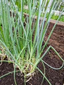 These are scallions. Scallions have a milder taste than most onions. Close relatives include garlic, shallot, leek, chive, and Chinese onions. Growing scallions is actually easier than growing onions since they have a much shorter growth period. Varieties sown in spring can be harvested just 60 to 80 days after planting or when transplants reach about a foot tall.