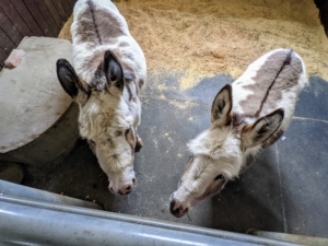 Here are my two female donkeys - the only females in the stable. Billie and Jude "JJ" Junior share one stall. Until now, they did not have a good view of the wide aisle outside their enclosure. And to see them with their stall gate closed, one had to look over and view them from above.