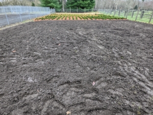 The vegetable gardens are quite large, so it takes time to rototill the entire space, but it’s well worth the effort. One complete pass over this garden takes a couple of hours. Once the soil is upturned, determine its condition – too much sand in the soil may make the soil too dry, and too much clay may make it too wet. The soil should be a good combination of earth, sand, and clay. My soil is very well balanced.