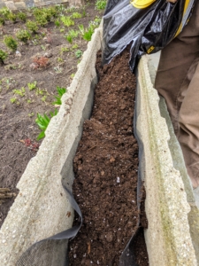 The trough was also filled with a good quality potting soil. Using a proper soil mix will help to promote faster root growth and give quick anchorage to young roots.