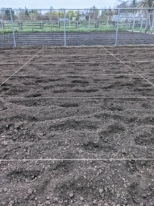 After the soil is well tilled, it is time to create the beds. I like to use the most amount of space possible for planting. Here is a line of jute twine marking the center of the garden. Jute twine is easy to tie from one side of the garden to the other. The twine will mark the raised beds so they are all aligned perfectly.
