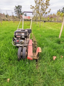The outdoor grounds crew uses our Little Wonder gas powered edger to create the straight lines for the square tree pits. This machine is a single purpose machine used to make good, crisp lines along the edges of garden beds. We’ve been using this handy and dependable machine for years.