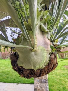 Each staghorn fern has antler-like foliage as well as flat, basal leaves. The flat leaves are infertile and turn brown and papery with age. They overlap onto a mounting surface and provide stability for the fern.
