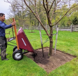 Next, Pasang adds a pile of mulch to each pit using one of our new Scenic Road wheelbarrows. The mulch is made right here at the farm - look how dark and rich it is. This mulch is also combined with tree mold and manure.