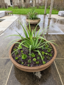 I also asked my gardeners to plant a few urns around the pool - these containers are planted with pretty spider agaves.