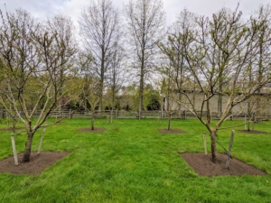 This view shows four of the square pits beneath the fruit trees. They will look perfect for the party.