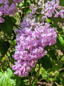 Lilacs come in seven colors: pink, violet, blue, lilac, red, purple, and white. The purple lilacs have the strongest scent compared to other colors.
