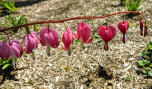 Another popular May bloom – these classic bleeding hearts. Dicentra spectabilis is a genus of eight species of herbaceous plants with oddly shaped flowers that look very similar to hearts. These flowers are native to eastern Asia and North America. The flowers have two tiny sepals and four petals. They are also bisymmetric, meaning the two outer petals are pouched at the base and curved outwards at the tip. They are shade loving woodland plants that bloom in the cool of spring and stay in bloom for several weeks.