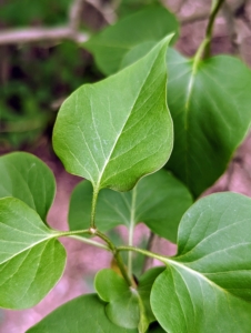 The bold lilac colors look pretty against the vibrant green foliage. Lilac leaves are simple, opposite, ovate, about two to four inches long, and usually shaped like elongated hearts.